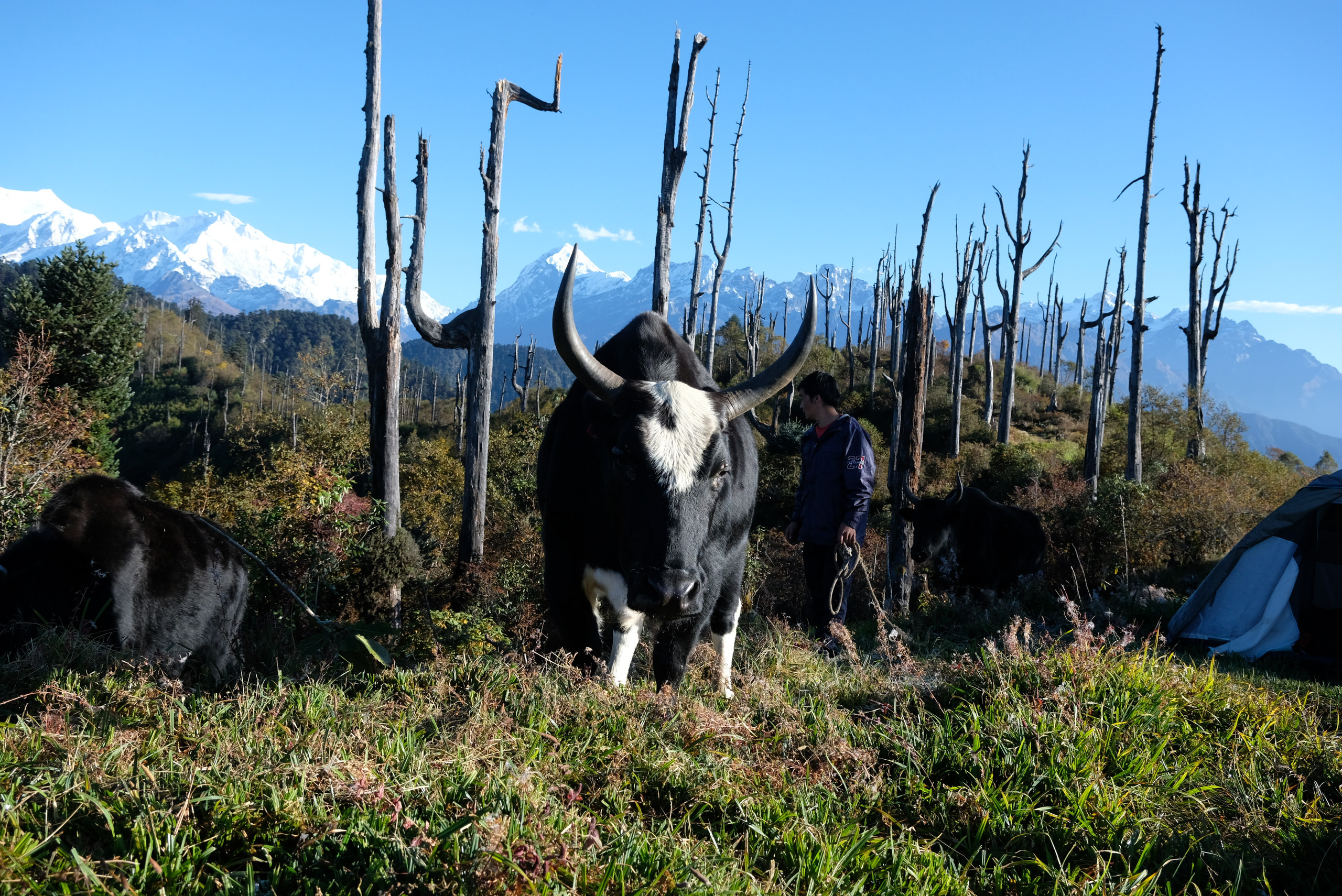 Way of the Yaks journey in West Sikkim
